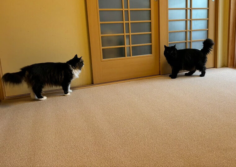 2025年9月4日 ご購入者様からの投稿お写真